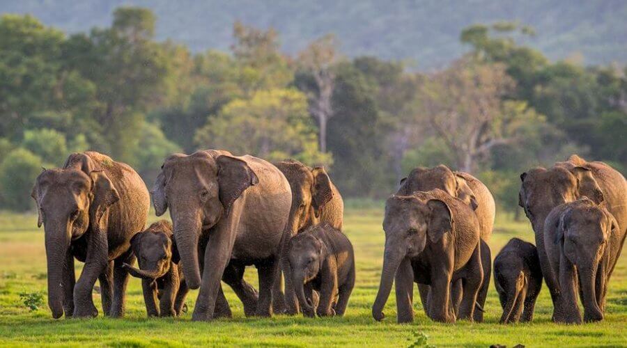 The famous elephant gathering in Minneriya