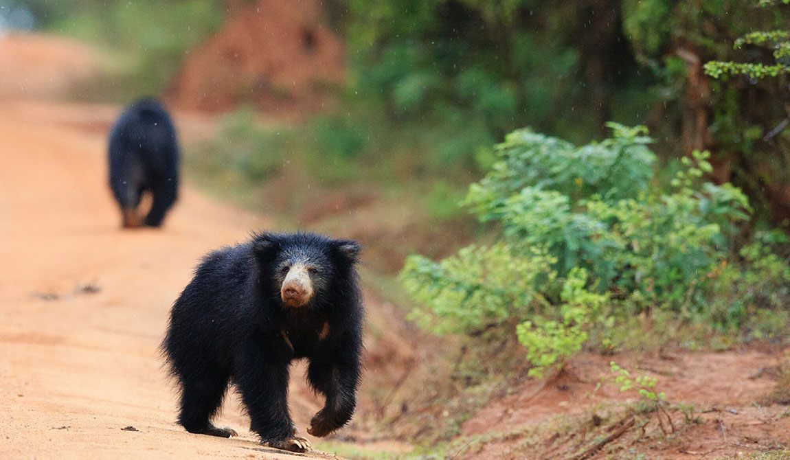 Trekking through Sinharaja Rainforest UNESCO