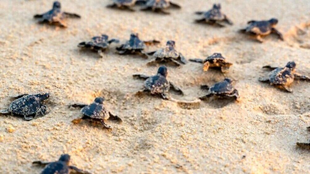 Turtle Hatchery Visit